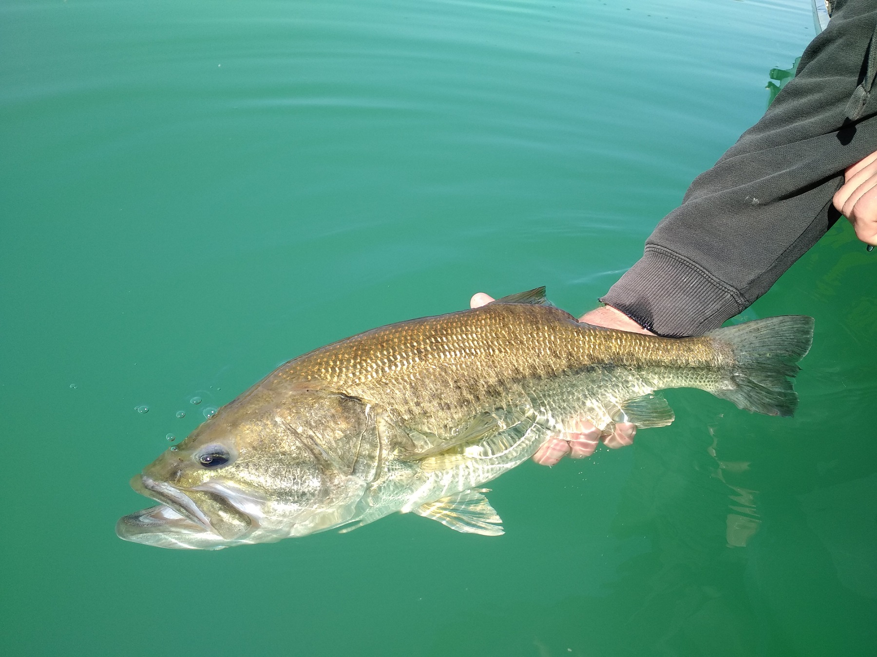 rempoissonnement des poissons carnassiers 